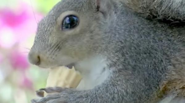 video o veverita a devenit dependenta de inghetata