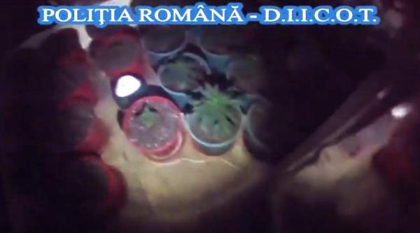 video procurorii diicot au descoperit o cultura de canabis in locuinta unui brailean