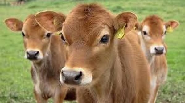 eveniment rar trei vitei tripleti s au nascut vii intr o ferma din germania