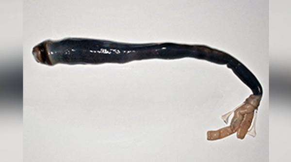 video oamenii de stiinta au descoperit un animal despre care se credea ca era doar o legenda