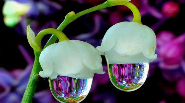 video flori rare flori spectaculoase de la floarea fantoma la floarea cadavru