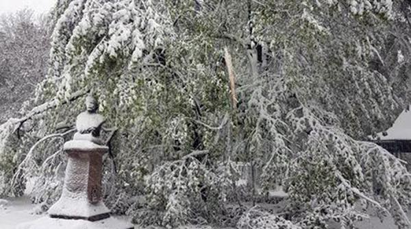 galerie foto iasi teiul lui eminescu este in pericol din cauza zapezii