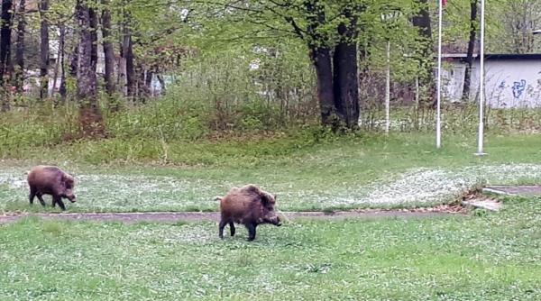 panica in breaza din cauza mistretilor