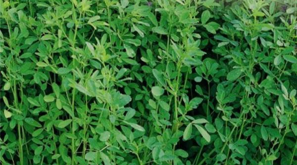 tratamente naturiste o banala planta furajera vindeca zeci de boli si e de fapt un superaliment