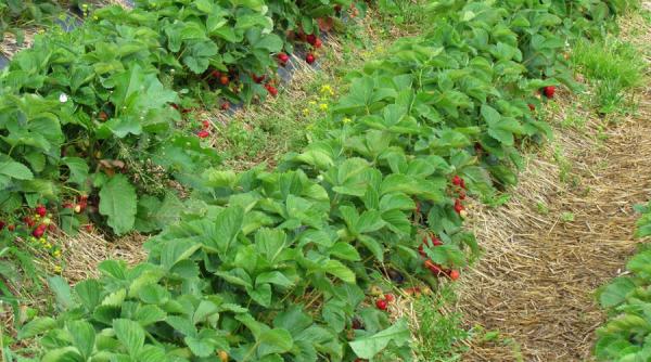 cultivatorii de capsuni din gorj au aprins focurile pe camp pentru a si proteja culturile