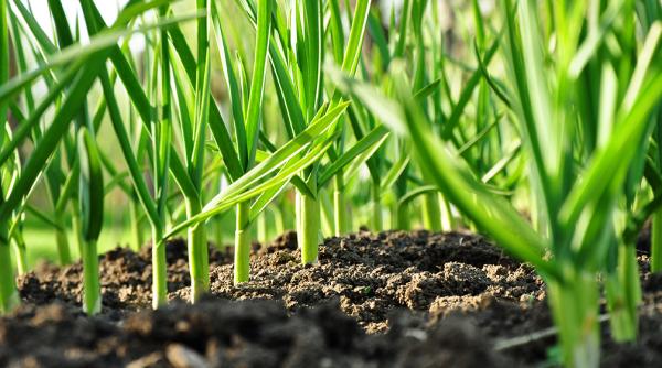 cum se cultiva usturoiul