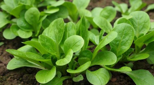 salata cum se cultiva cum se intretine cum se recolteaza sfaturi pentru agricultori