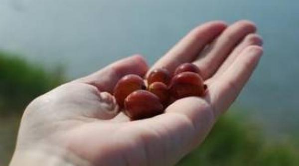 trateaza sterilitatea regleaza colesterolul si tensiunea ajuta in cura de slabire