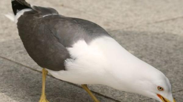 foto un pescarus din marea britanie a fost fotografiat cu o proteza dentara umana in cioc