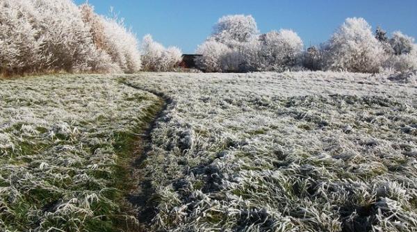 livezile de visini si ciresi cele mai afectate de temperaturile scazute