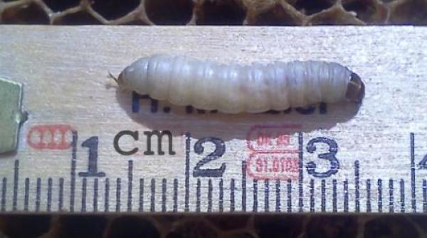 o specie de omida care mananca pungi din polietilena ar putea ajuta la eliminarea poluarii prin plastic