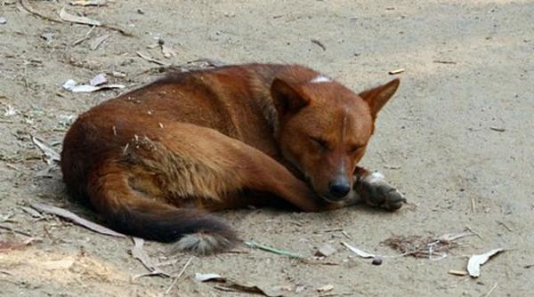 un vasluian beat a fost la un pas sa fie castrat de cainele mamei sale