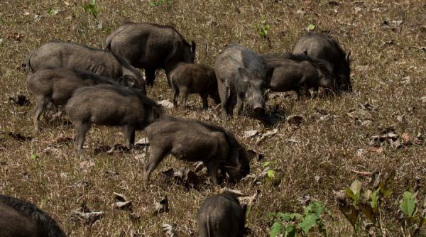 3 luptatori isis au murit si alti 8 au fost grav raniti de o turma de mistreti