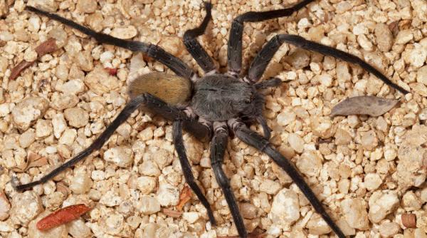 a fost descoperita o noua specie de paianjen de dimensiunea unei farfurii