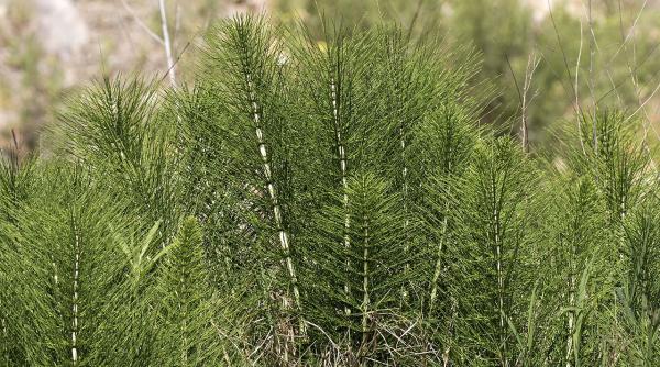 coada calului planta medicinala care curata ochii plamanii si rinichii