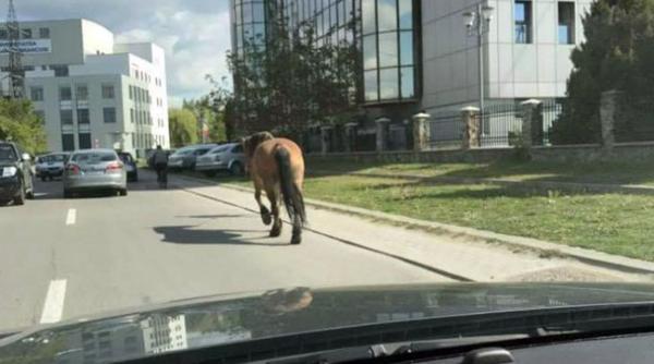 pe strazile din targu jiu caii umbla liberi ce fac autoritatile