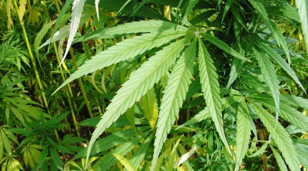 timis doi albanezi prinsi in timp ce incercau sa introduca in tara peste 30 kg de canabis