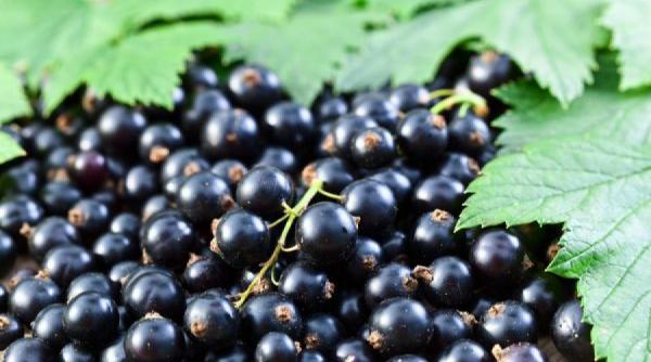 coacazele negre beneficii pentru sanatate si retete pentru tratamente naturiste