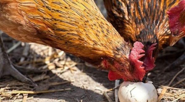 sfaturi pentru agricultori 5 metode prin care dezvatam gainile sa isi manance ouale