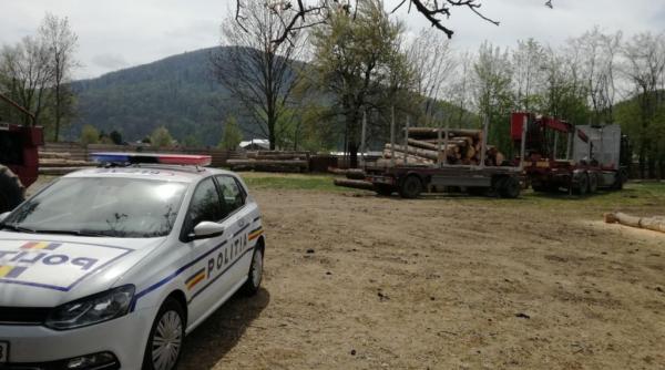 transport ilegal de lemne depistat la gura humorului