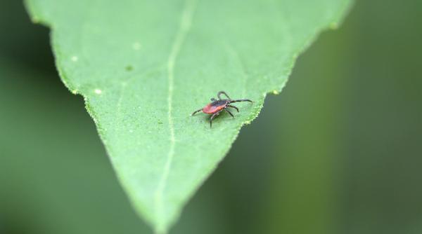 pmb tratamente de combatere a capuselor in parcurile din capitala