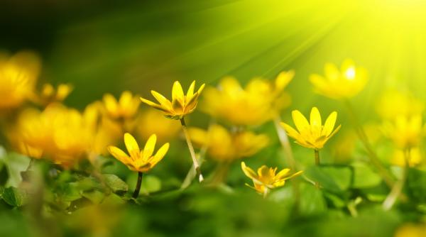 floarea de aur a sanatatii vindeca peste 20 de boli interne si externe