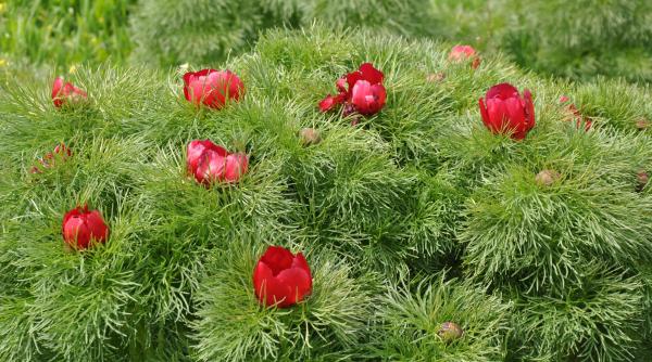 unic pe plaiuri mioritice bujorii care atrag turisti din intreaga lume