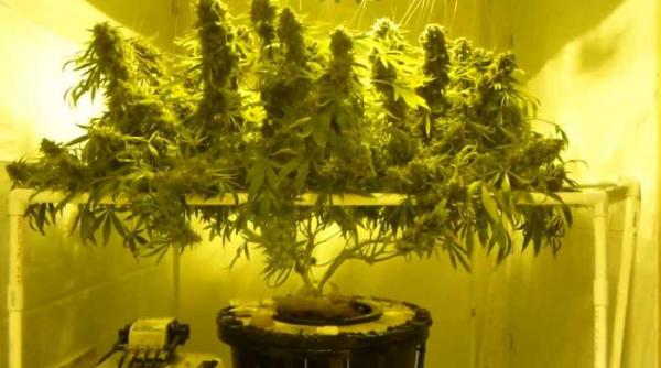 un barbat din teleorman a fost arestat pentru ca avea acasa o cultura de canabis