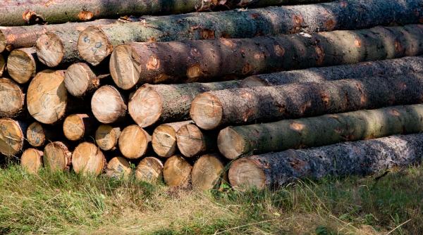 5 exploatari forestiere din covasna inchise garda de mediu a aplicat amenzi in valoare de 200 000 lei