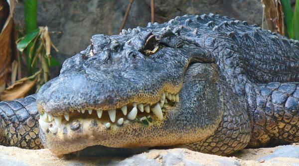 o fetita a scapat din falcile unui aligator datorita unui sfat invatat intr un parc de atractii