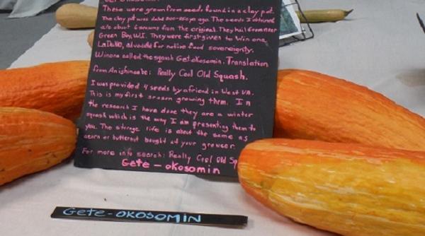 dovleacul urias sanatate profit cultura