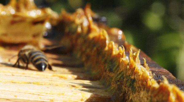 tratamente naturiste ce boli poti vindeca cu ajutorul tincturii de propolis de ce trebuie sa fie nelipsita din casa ta