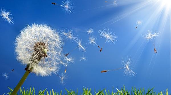 cum tratezi alergiile cateva retete eficiente