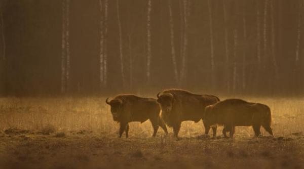 lucrurile fascinante din romania laudate in presa britanica de ziua independentei