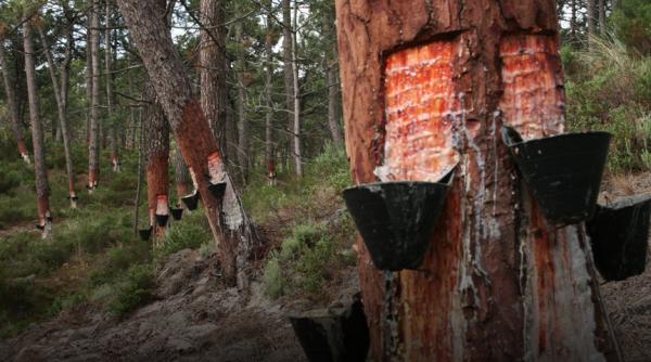 rasina de brad antibiotic natural puternic un inamic redutabil impotriva cancerului la gat