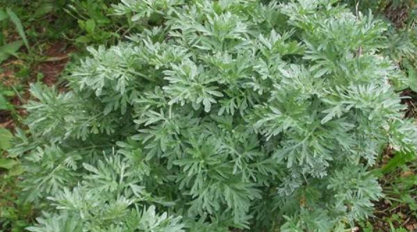 pelinul antidot pentru 50 de boli proprietatile tamaduitoare ale pelinului