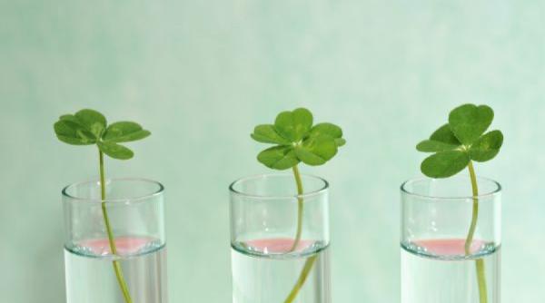 amulete care aduc noroc fiecarei zodii in parte