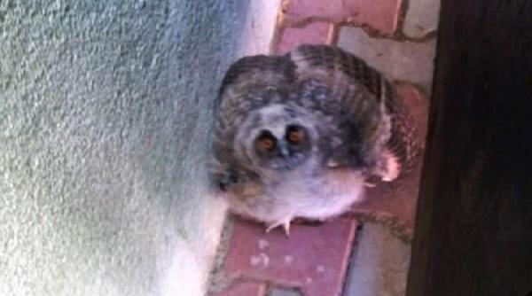 lugoj solutia socanta data de o operatoare 112 in cazul unui pui de bufnita cazut din cuib