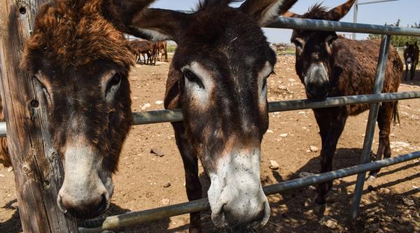 fermierii africani sufera de pe urma apetitului chinezilor pentru pieile de magari