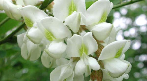 florile de salcam combat insomniile si starile anxioase