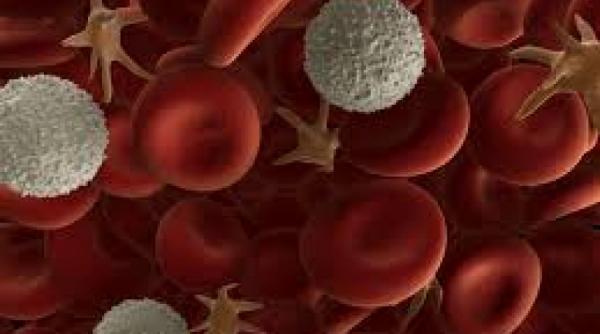 leacul din corpul uman descoperire despre celulele sangvine care poate revolutiona medicina