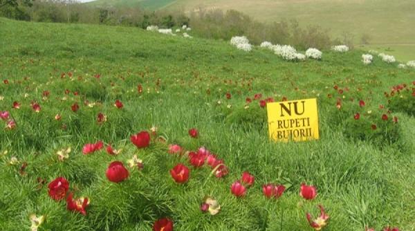 o frumusete ascunsa in inima transilvaniei rezervatia naturala bujorii de stepa