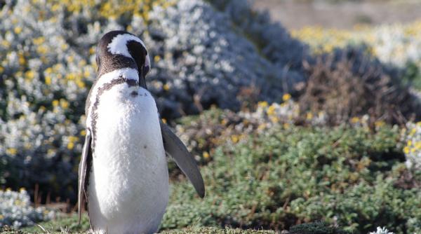 ncalzire globala antarctica inverzeste in urma cresterii temperaturilor cu circa 0 5 grade celsius pe deceniu