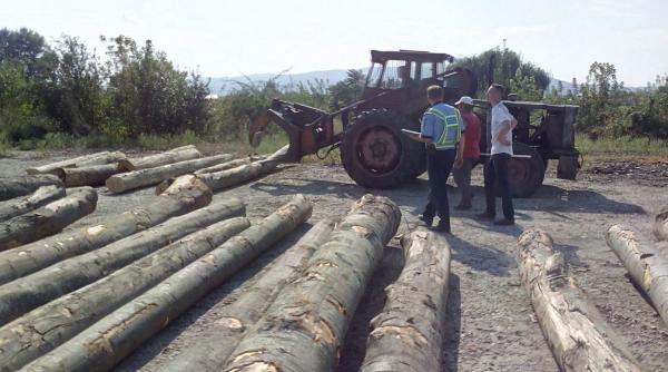 legile padurii se bat cap in cap hotii salvati de confuzie
