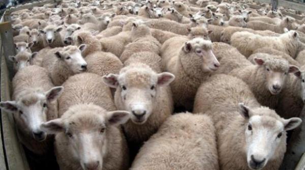 strigatul de ajutor al oierilor romani tarile arabe nu mai importa miei si oi de la noi