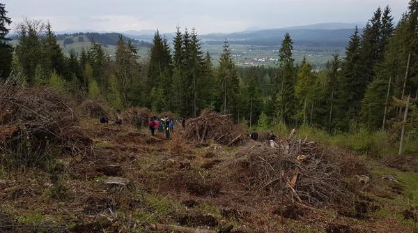 video hotii de lemne din suceava au inventat un nou mod de a fura