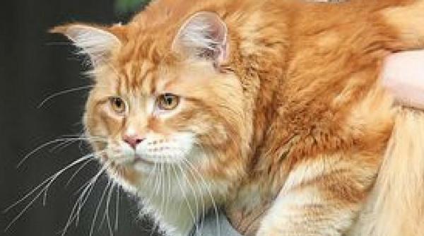 cea mai lunga pisica din lume traieste in austrailia