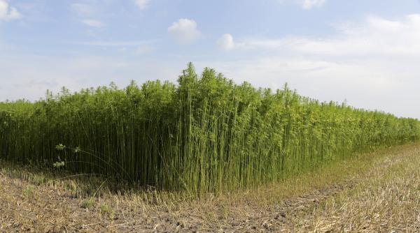 in botosani se va cultiva canepa pe aproape 900 hectare