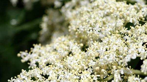 socul inamicul bolilor degenerative si al cancerelor tratamentul cu iz de sanatate pe care trebuie sa il incerci