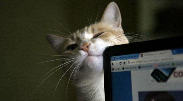 terapia prin torsul pisicilor intra in birourile marilor companii din tokyo